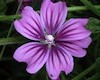 malva_sylvestris malva_sylvestris