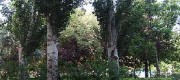 cedro1