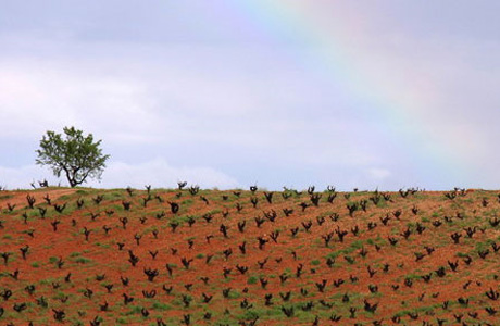 rutadelvino