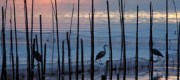 albufera