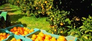 campo valenciano