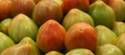 tomate valenciano