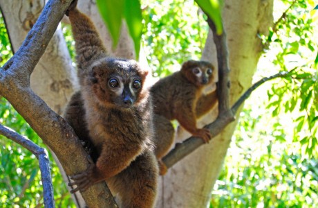 Madagascar en Bioparc Valencia