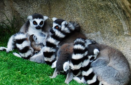 Lemures en el Bioparc