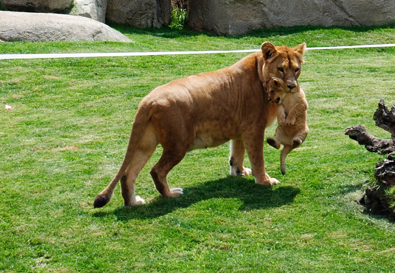 Bioparc Valencia, Bioparc, Valencia Bioparc,