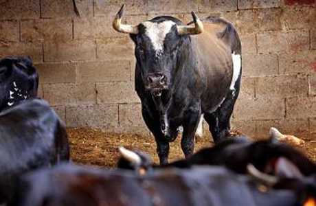 Toro-Raton-Sueca.jpg