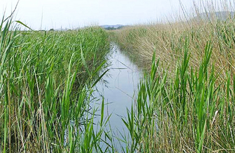 Excursión a Prat de Cabanes