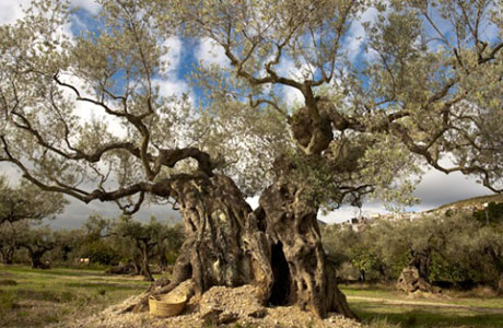 La herencia de los árboles
