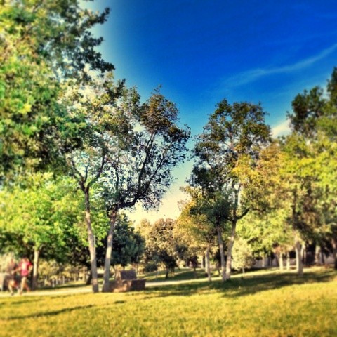Días largos #park #landscape #skyline #sky #clouds #sun #sunset #trees #nature #natureonly #naturepolis #grass #colors #focus #instalike #instaplaces #ig_sky #igersvalencia #igsnapshots #igersworldclub #valenciagrafias #valenciagram #lovevalencia #10likes