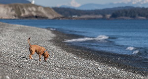 playas para ir con perros en valencia