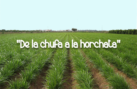 De la chufa a la horchata