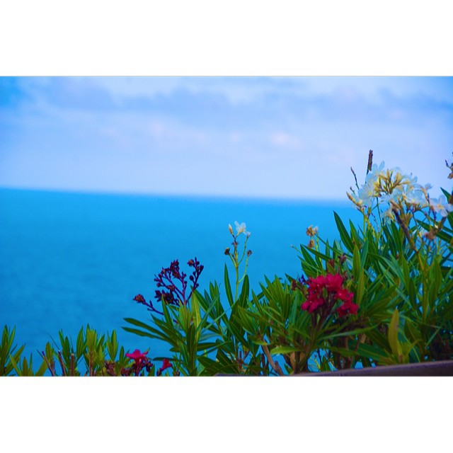 "Plantar una flor es creer en mañana" #shootermag #siluetasgrafias #snappybook_verano #somosinstagramers #valencia #visitspain #vacacionismo #valenciagram #valenciaenamora #valenciagrafías #valenciaterraimar #verano_igersspain