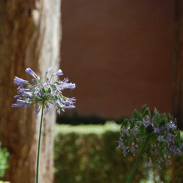 Los sueños del paraíso dicen que son de colores yo los veo como las flores.#alicantegram #atrapando_colores #vistspain #valenciagram #fotomovil_es #enfocae #estaes_de_todo #estaes_espania #estaes_valencia #epmomentosdefelicidad #icu_spain #ig_fricks #igersspain #ig_valencia #ig_wordclub #ig_superfotos #igerscomunitat #instamenciones #yovoyamowo #movilgrafias #lovevalencia #love_valencia #larecomendaciondeldia #ps_creativemind