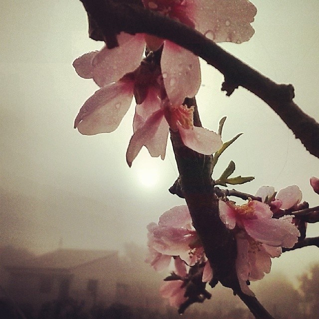 #spain #visitSpain #Valencia #visitValencia #followValencia #enjoyValencia #IloveValencia #estaes_valencia #estaes_espania #valenciaenamora #comunitat_valenciana #comunidadvalenciana #valenciaterraimar #ig_valencia #spain_gallery #lovevalencia #España #TurismoValencia #VisitaValencia #tourism #igs_world #valenciagram