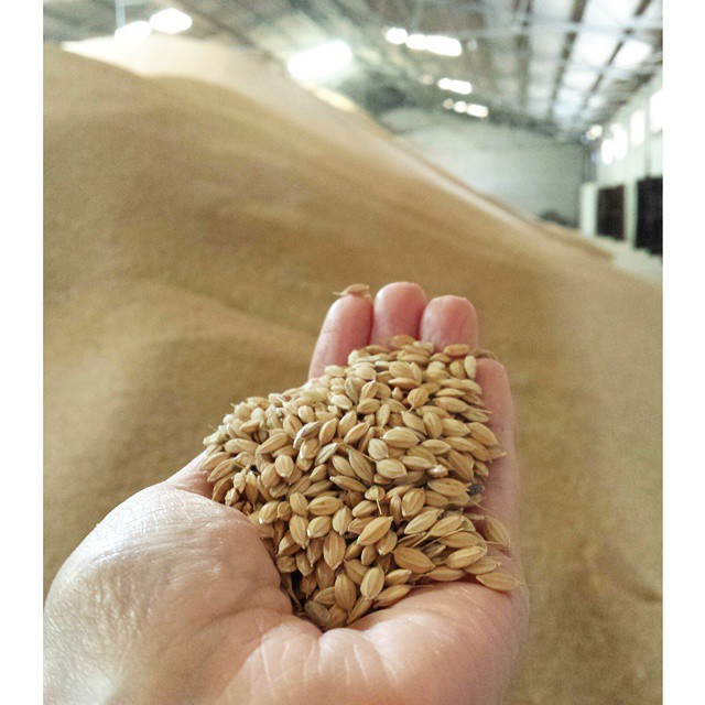 #Arroceando @tartanarice con cáscara, tal cual sale del campo y secado. De aquí va al molino para su pelado y empaquetado.
Ni idea de la cantidad de paellas que pueden salir de aquí... #arrozenvena #culturagastronomica #Valencia #lovevalencia #unaagendaconestilo #tradicion #sabor #origen #Valencia