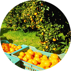 campos de naranjas valencia