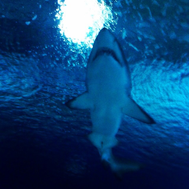 ????????????????????????????#Oceanográfico#oceanografic#valencia#tiburón#shark#underwater#ocean#sealife#blue#instagood#picoftheday#traveling#loveit#lovetraveling#beautiful#lovevalencia#spain#nice#missit#takemeback#TagsForLikes#spagna#viajar#instalike#instatravel