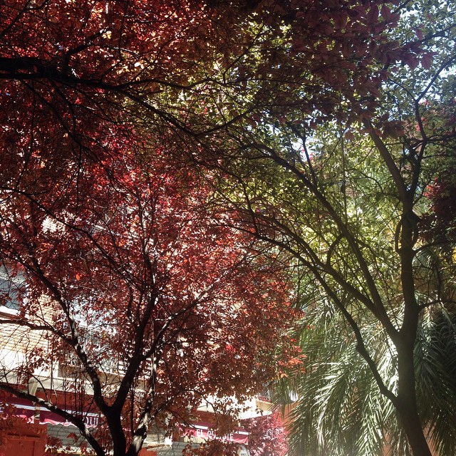 Si miras más al fondo, encontraras la luz. #valencia #street #lovevalencia #nature #naturaleza #naturelovers #tree #light #life #sky #pictureoftheday #photo #pic #peace #sol #sounds #sounds #sensaciones #sentimientos #happy #love #calle #calles #igersvalencia #igers #nice
