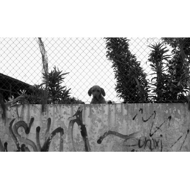 #instasize #mivalencia #mood #miespana #espana #spain2015 #spain2015trip #lovevalencia #valenciastreets #valencia #valenciagram #dog #bnw #blackandwhite #blackandwhitephotography #filmcamera #nikonfm #foreveryoung