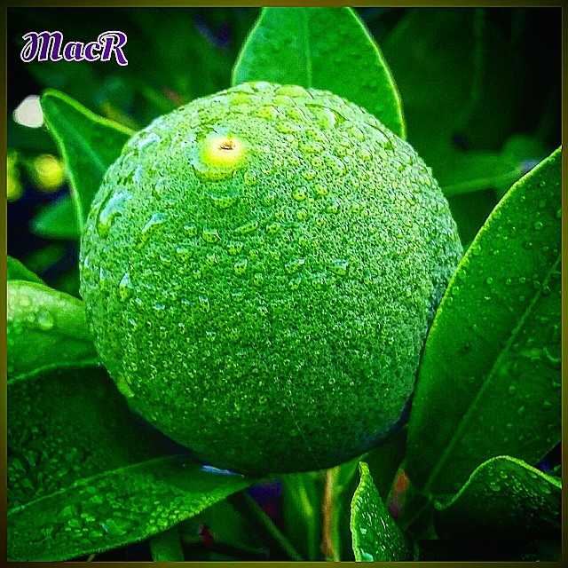 Naranja #maranjas @petal_perfection #zumo @resing_perfection #fruta @simpley_perfection @ok_spain #caloor #espacio_spain #naturaleza_comunidadvalenciana #perfeccion #comida #izt_splash #dieta #lovevalencia #esenciamediterranea