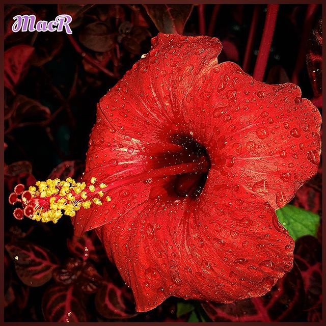 Hibiscus, Loriguilla ( Valencia ) #naturaleza_comunidadvalenciana #izt_splash #lovevalencia #9vaga9 #9flower9 #world_bestangels #total_macro #macrophotography #esenciamediterranea #ok_spain #simple_perfection #petal_perfection #espacio_spain #fotoclub_ab #world_creat #todoclick #creat_photoworld