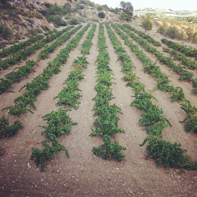 Good morning! Walking to strengthen the knee ??? ¡Buenos días! Caminatas para fortalecer la rodilla ??? #love #lovevalencia #montserrat #longboardrules #smile #follow #cute #photooftheday #tbt #followme #girl #beautiful #happy #picoftheday #instadaily #food #swag #amazing #TFLers #fashion #igers #fun #summer #instalike #bestoftheday #smile #like4like #friends #instamood
