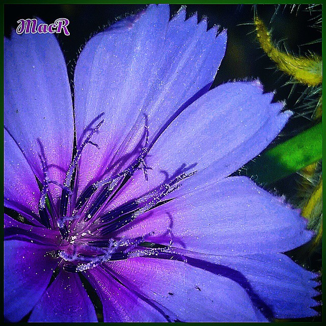 Flor silvestre, Loriguilla (Valencia)
#naturaleza_comunidadvalenciana #lovevalencia #9vaga9 #9flower9 #total_macro #macrophotography #esenciamediterranea #ok_spain #simple_perfection #petal_perfection #espacio_spain #fotoclub_ab #world_creat #todoclick #creat_photoworld #macroworld_tr #top_macro #macro_turkey #ok_mencionados #total_shot
