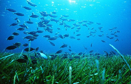 Practicar snorkel en la Isla de Tabarca