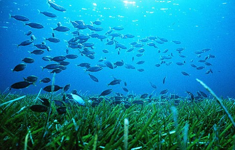 Practicar snorkel en la Isla de Tabarca