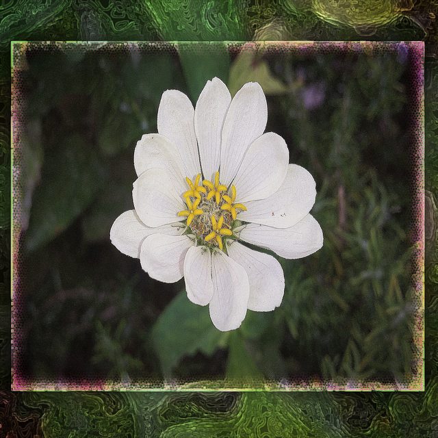 Flor Blanca Loriguilla (Valencia)
#naturaleza_comunidadvalenciana #izt_splash #lovevalencia #9vaga9 #9flower9 #world_bestangels #total_macro #macrophotography #esenciamediterranea #ok_spain #simple_perfection #petal_perfection #espacio_spain #fotoclub_ab #world_creat #todoclick #creat_photoworld #macroworld_tr #top_macro #macro_turkey #ok_mencionados #total_shot #world_bestsplash #great_photoworld #h2o_natura #allshotsturkey #turkobjektif #insta_world_free #harte_ace #world_beststreet