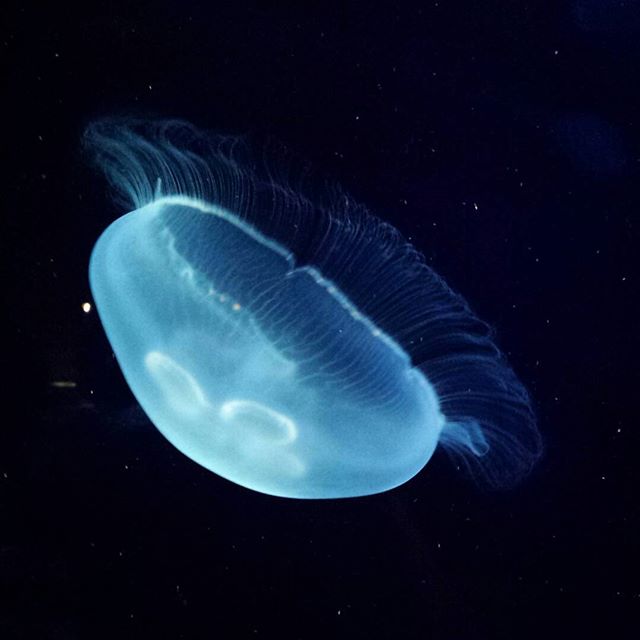 #españa #valencia #lovevalencia #igvalencia #ciudaddelasartesylasciencias #cityoftheartsandsciences
#oceanografic #oceanografico #medusa #jellyfish