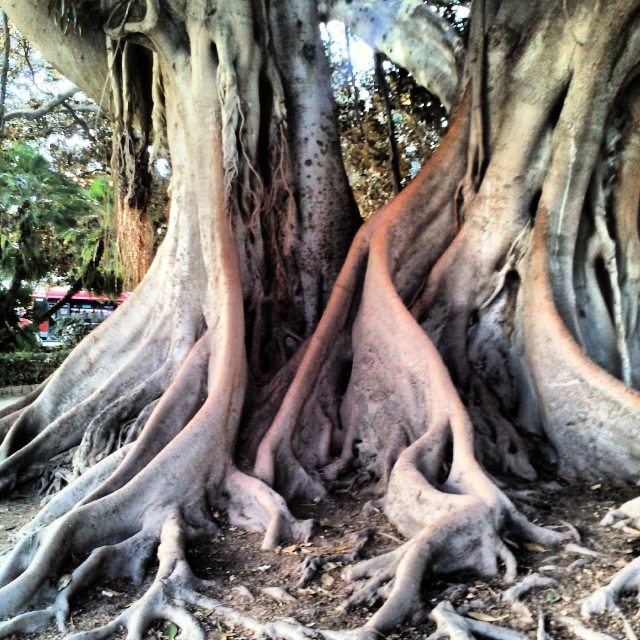 La glorieta de Valencia _ Ficus centenario 1852 #paseossoldevilavalencia# #match_valencia #match_coleur #total_cvalenciana #total_city #estaes_valencia #lovevalencia #world_bestnature#estaes_de_todo#estaes_natura#loryandalpha