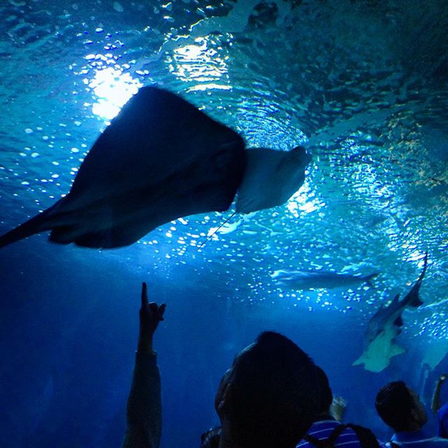 Infondo al maar....?????? #spagna #lovevalencia #españa #oceanografic #valencia #razza #acquario #shark #happiness