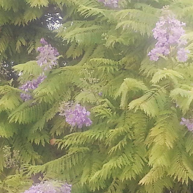 #Jacarandas al salir del #metro. Verde en la #Ciudad. 
#Cuatroabordo #Turismo #Valencia #TurismoFamiliar #Flores #Parques #jardines #loveValencia #PerladelTuria #LoveSpain