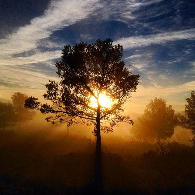 Fontanars #contrallum #boira #contaluz #niebla #muntanya #sierra #color #igersvalencia #lovevalencia #fog