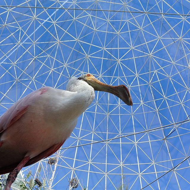 Spatola rosa / Roseate spoonbill