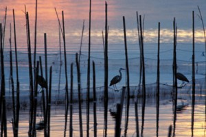 Albufera di valencia parco naturale