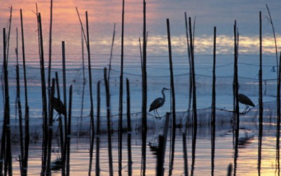 Albufera di valencia parco naturale