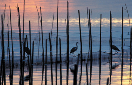 Albufera di valencia parco naturale