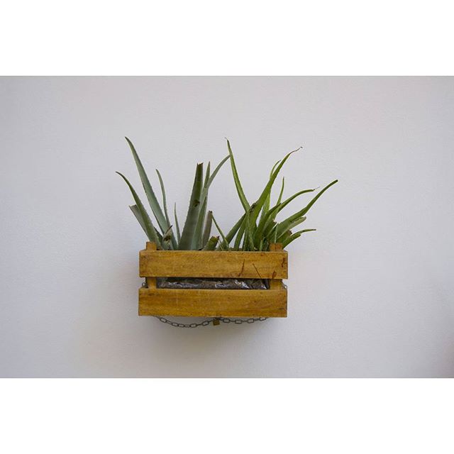 Cactus ? 
#cactus #aloevera #nature #naturaleza #photooftheday #pickoftheday #folk #liveauthentic #livefolk #wild #desert #planta #nikon #instagram #instashoot #lovevalencia #valencia