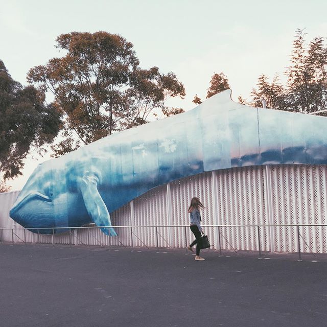 Little me against the whale ?