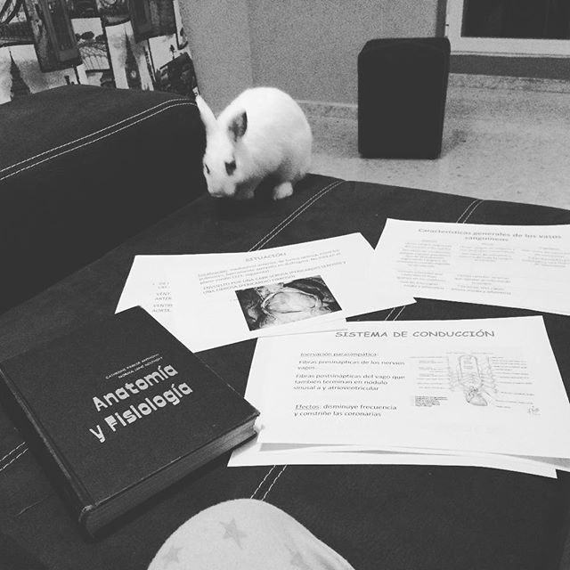 My Hallowen with my coco #coco #myrabbit #mylitlegirl #studying #university #workhard #anatomy #coure #bones #andotherthings #hallowen #smile #happy #Ican #chiva #valencia #lovevalencia #spain #pictureoftheday #goodnight