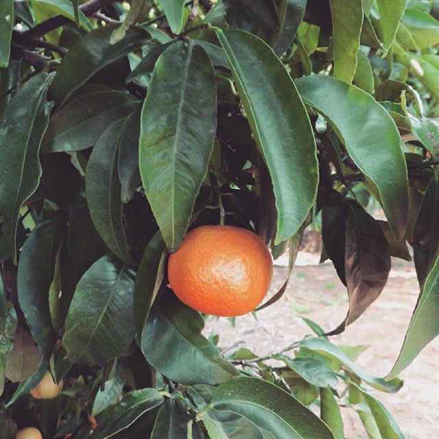 Apetece arrancarla del árbol y comérsela o no? 
#mandarina #valencia #lovevalencia #gourmet