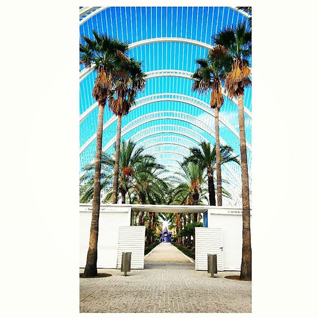??????? ? #ciudaddelesartesylasciensas ? #visiting #ocean #penguins #lovetravels #instalife #instapic #fromabove #comunidadvalenciana #iphoto
#oceanogràfic #corteinglés #alameda #bleu #aquarium #traveldiaries2015 #wanderlustcontest #wannalivehere #amazing #viewpoint #travelgram #tripgram #abroad #worldtourists #selfietravel #instatip #instavalencia #díadesol #loves_valencia #lovevalencia