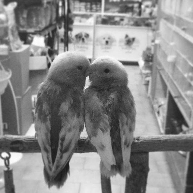 The love. Again. #birds #love #lovely #birdsofinstagram #birdslovers #lovevalencia #lovers