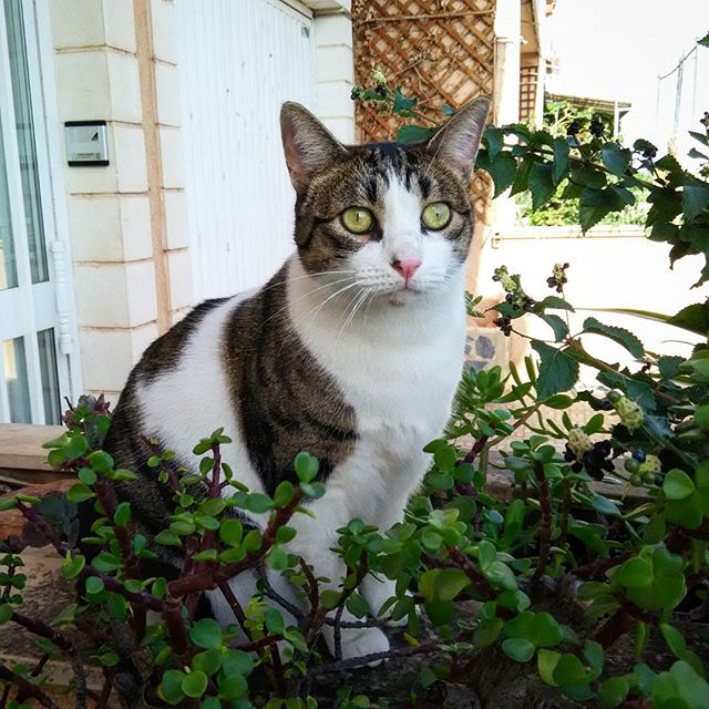 "Tuly" dándose un paseito.????
#gatopardo #comuneuropeo #gatito #gatocomun #gatocomuneuropeo #noviembre2015 #catsoftheday #ire #catsofthestreet #catsofinstagram #albuferadevalencia #valencia #gato #nocompresadopta #buentiempo #ir #sollana #almussafes #benifaio #cat #lovevalencia #lovecats #catslover #? #gorgeus #cute #vegetables