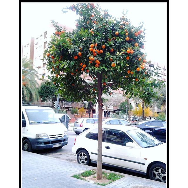 Isn't it funny how day by day nothing changes, but when you look back, everything is different? ? #flashbackfriday #valencia #spain #España #happy #love #lifestyle #moment #orange #orangetree #instatravel #wanderlust #happydays #citylove #mediterranean #foodie #portocale #viatameadelicioasa #lastyear #november #sunnydays #vegansofig #healthylife #healthy #travel #lovevalencia