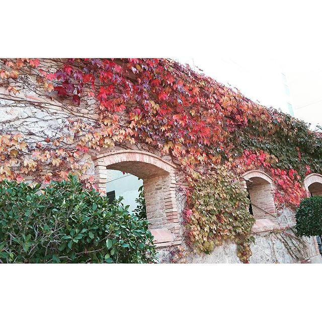 Pues el #otoño también tiene sus cosas #bonitas #valencia #lovevalencia #spain #healthy #petxina