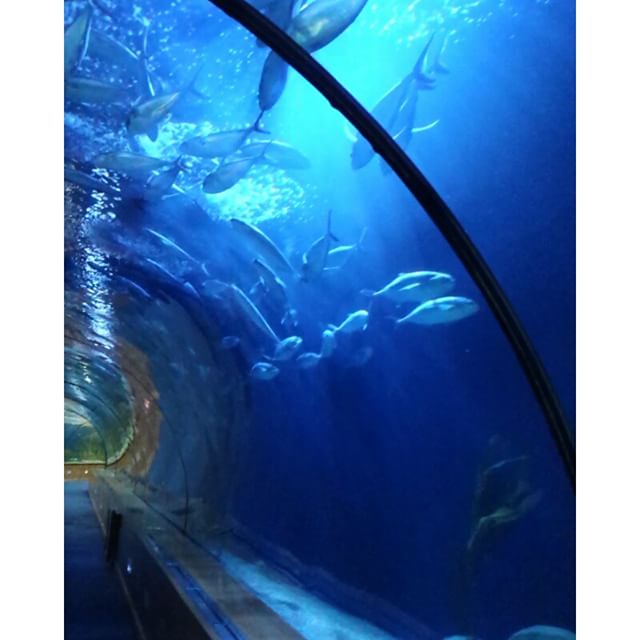 ???????
?? Se la sardina fa una moina c'è da impazzir c’è da impazzirrr!
Under the sea..under the sea..darling it's better..down where it's wetter..take it from meee!
Bajo el agua..si tenemos suerte aquí..abajo en el estiércol aquí..bajo el maaaaar! 
Ah che fortuna vivere insieme, in fondo al maaar! ?? ?

Océanografic #vlc  #valencia #comunidadvalenciana #spain #visitspain #espana #ciudadvella #ciudaddelesartesylasciensas #oceanogràfic #fish #differentspecies #nature_perfection #naturelovers #underworld #oceanic #submarine #submarineworld #swimmingwithfishes #outstanding #seamakesmecalm #sealife #seaaddicted #nofilterneeded #instarelax #travelgram #tripgram #loves_valencia #lovevalencia #likelittlemermaid