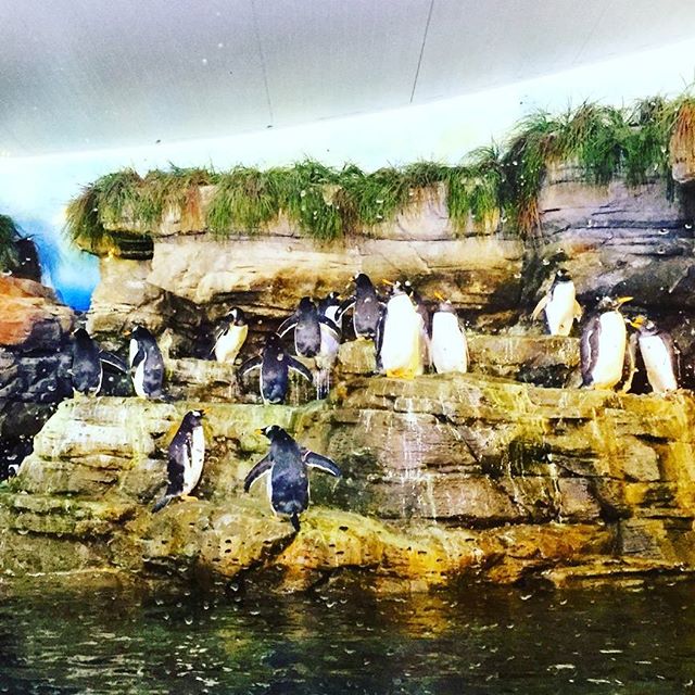 Cute and cuddly, boys. Cute and cuddly! ??? #Carini #coccolosi #skipper #madagascar #penguinsofmadagascar #traveldiaries #wanderlust2015 #travelgram #instatravel #instapassport #instasea #instagood #instatrip #abroad #seaaddicted #nofilterneeded #tripgram #loves_valencia #lovevalencia #sea #artic #blackandwhite #cuteness #cuddles #vlc #lovenature #naturelovers #underworld